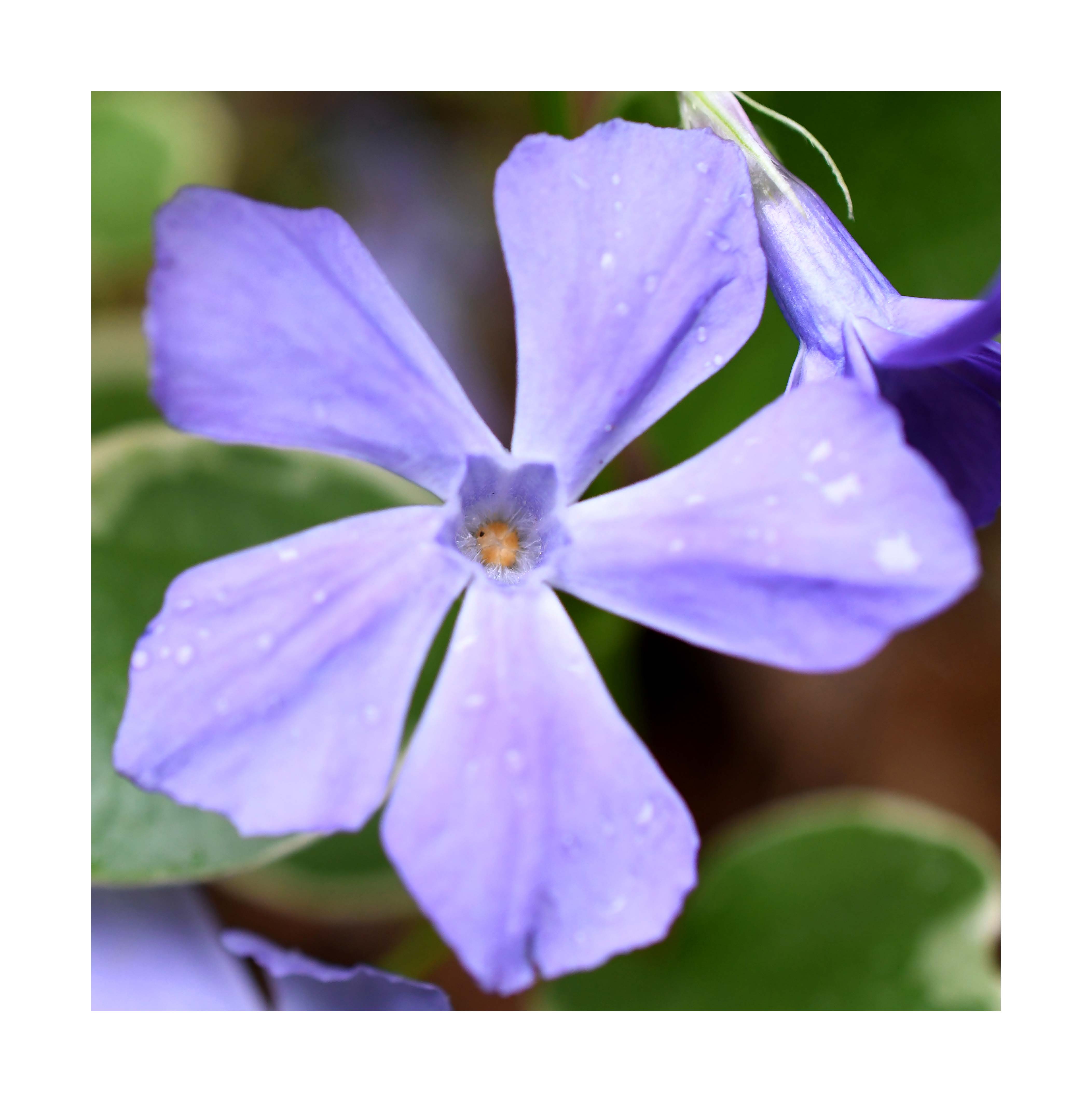 flower7